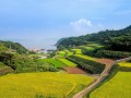 京东农村电商模式，助力乡村振兴的新引擎