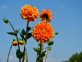 电商营销话术视频推荐_花卉完美解释落实_PKT9.75